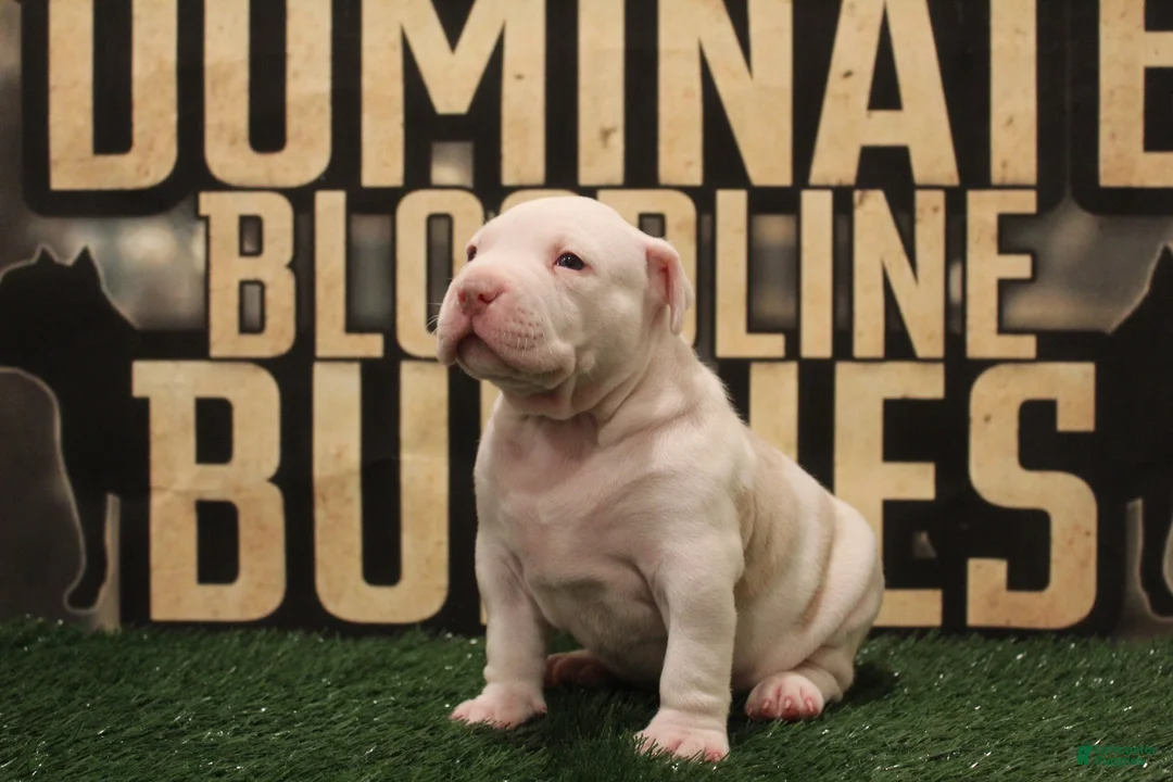 American Bully dogs for sale: American Bully (female) - Ad 2
