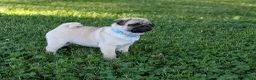 Pug dogs for sale: Rover - Ad 5