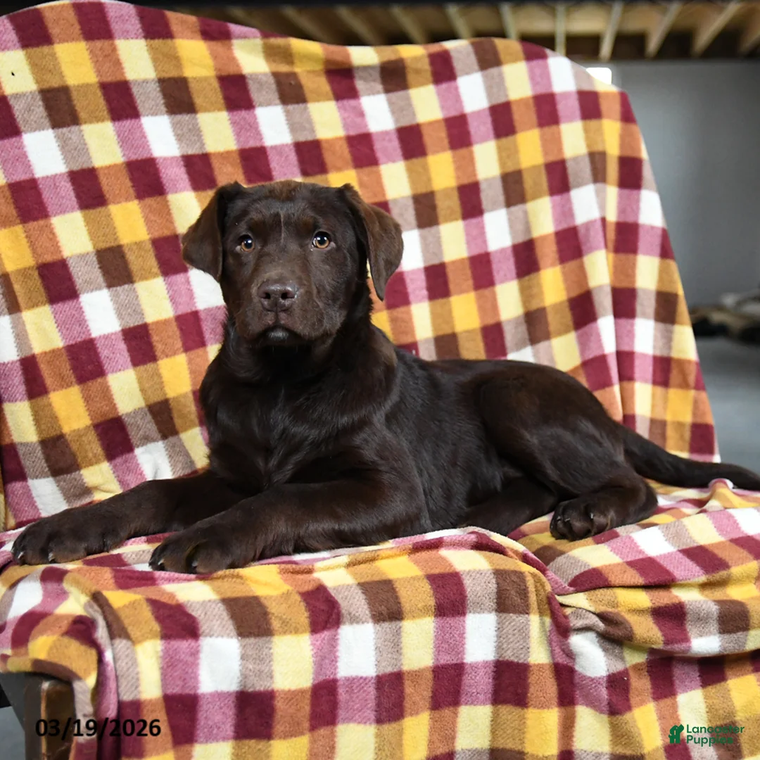 Labrador Retriever dogs for sale: Colondike - Ad 3