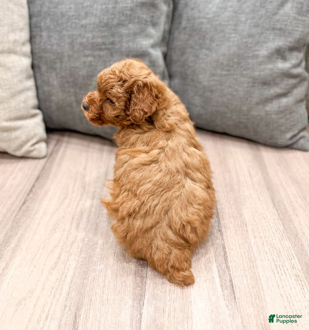 Miniature Poodle dogs for sale: Copper - Ad 5