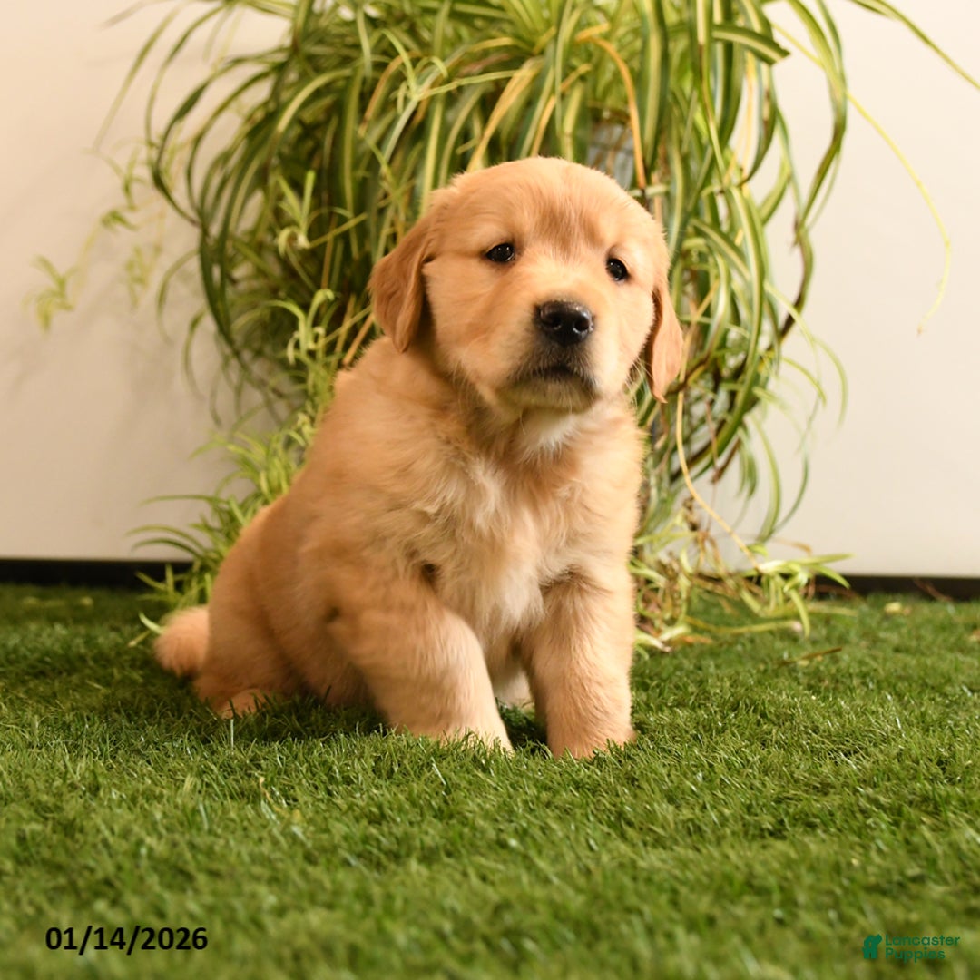 Golden Retriever dogs for sale: Marty - Ad 1
