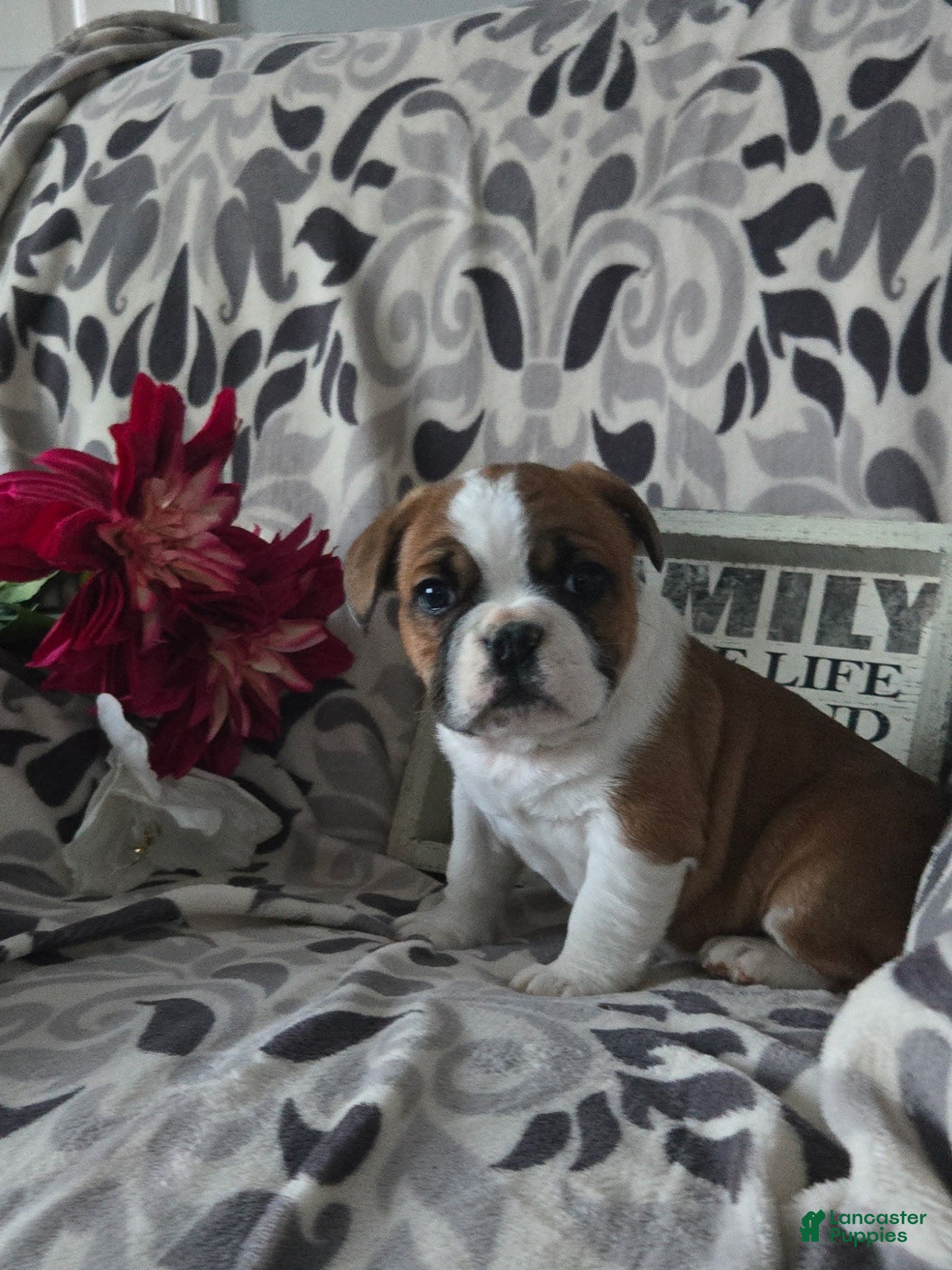 Mixed Breed dogs Charles - Ad 1