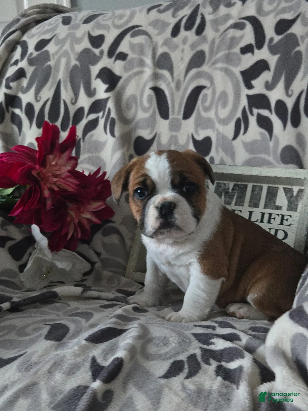 Mixed Breed dogs for sale: Charles - Ad 1