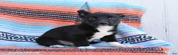Mixed Breed dogs for sale: Duke - Ad 3