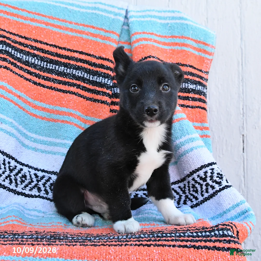 Mixed Breed dogs for sale: Duke - Ad 3