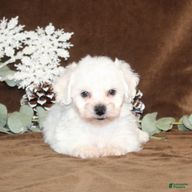 Bichon Frise dogs Truffles - Ad 7