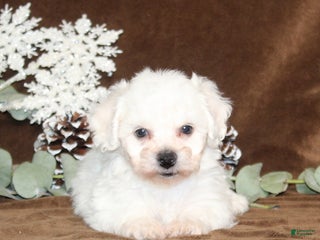 Bichon Frise dogs Truffles - Ad 7