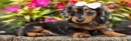 Miniature Dachshund dogs for sale:   Hailey 🎀 - Ad 12