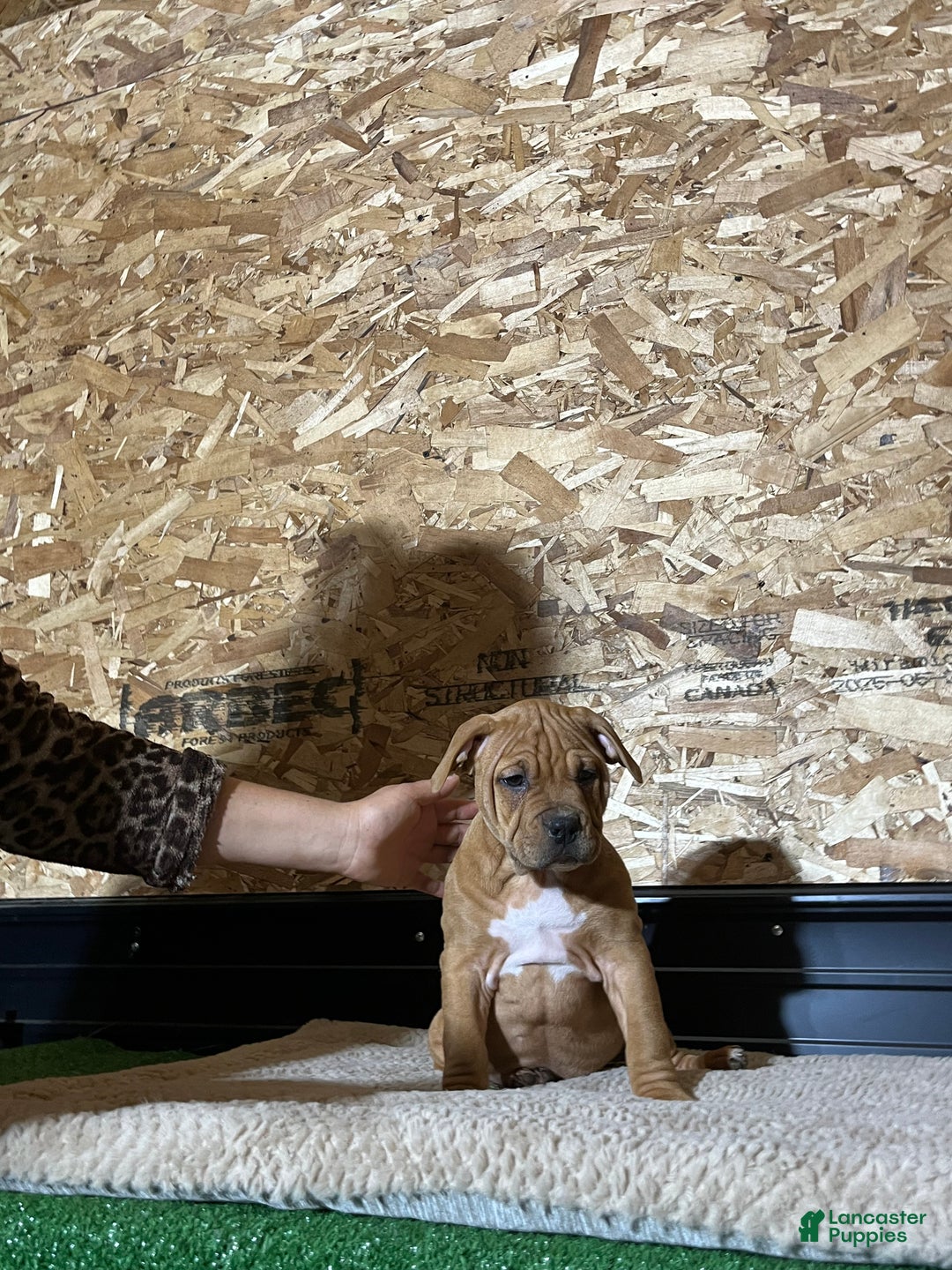 American Bully dogs for sale: Cinnamon  - Ad 6
