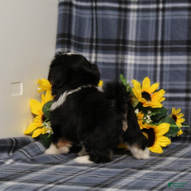 Shih Tzu dogs Buster - Ad 2