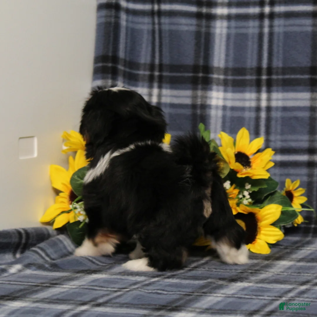 Shih Tzu dogs for sale: Buster - Ad 2