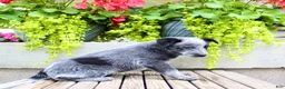 Australian Cattle Dog dogs for sale: Sally - Ad 7