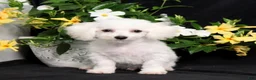 Bichon Frise dogs for sale: Marty - Ad 3