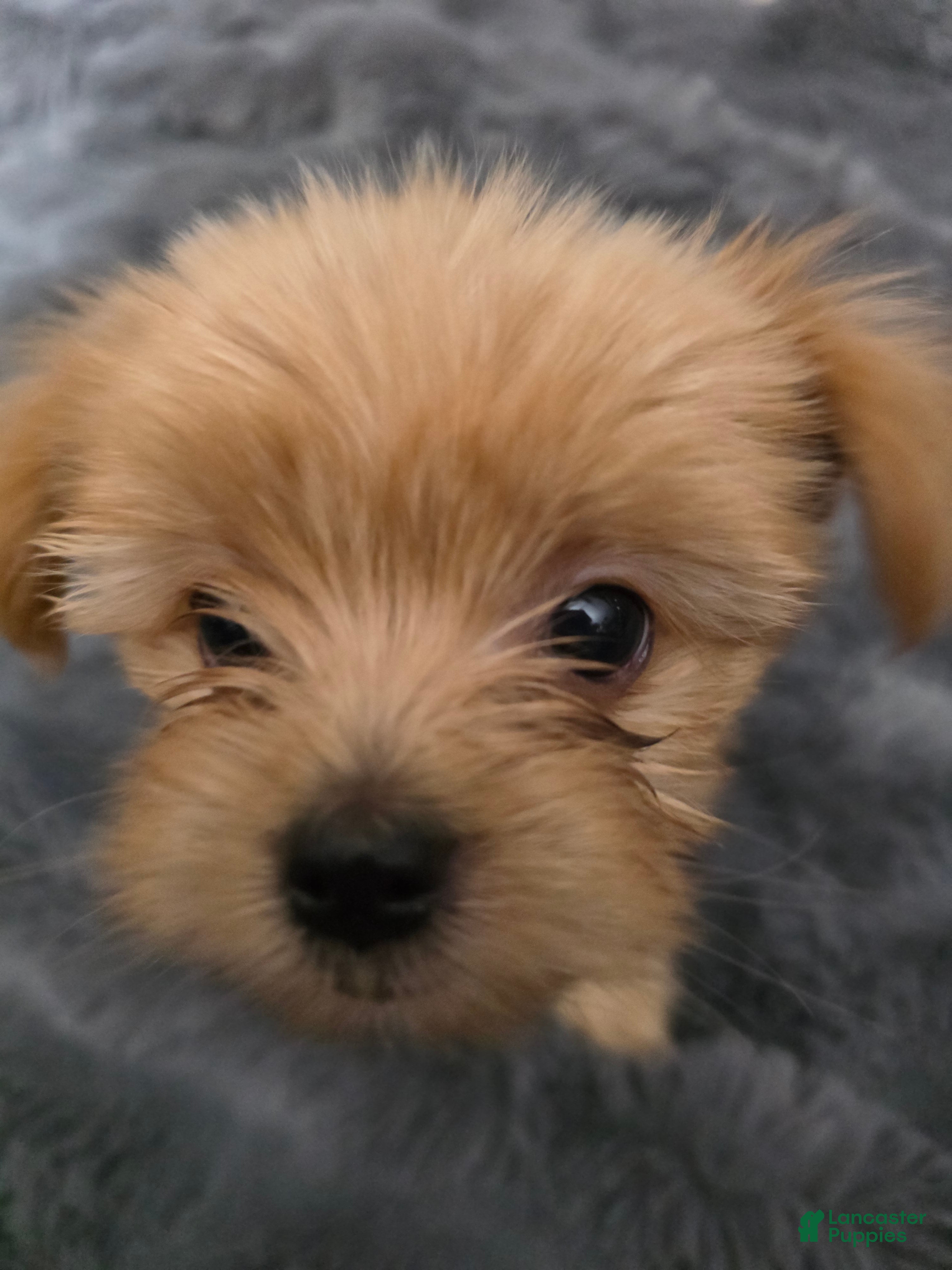 Chorkie dogs Brownie - Ad 1