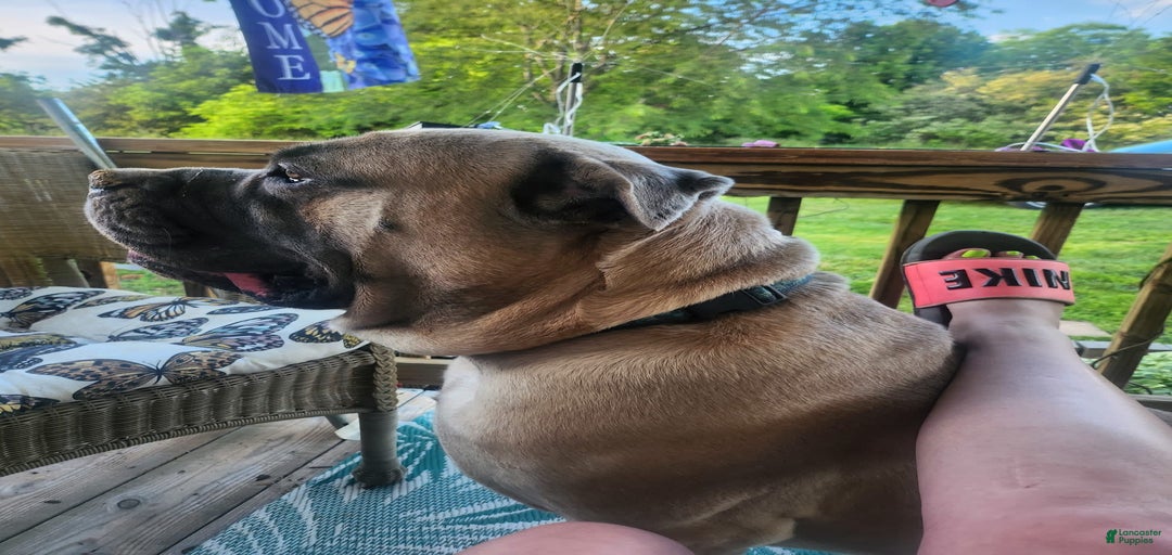 Gallery Image {{count}}