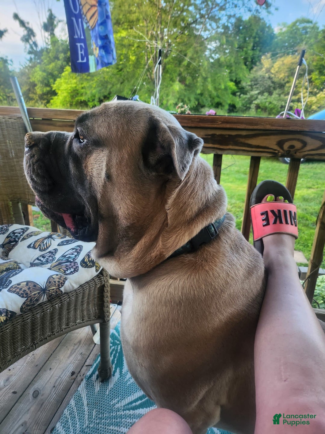 Gallery Image {{count}}