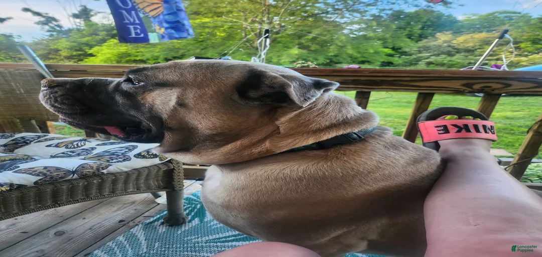 Gallery Image {{count}}