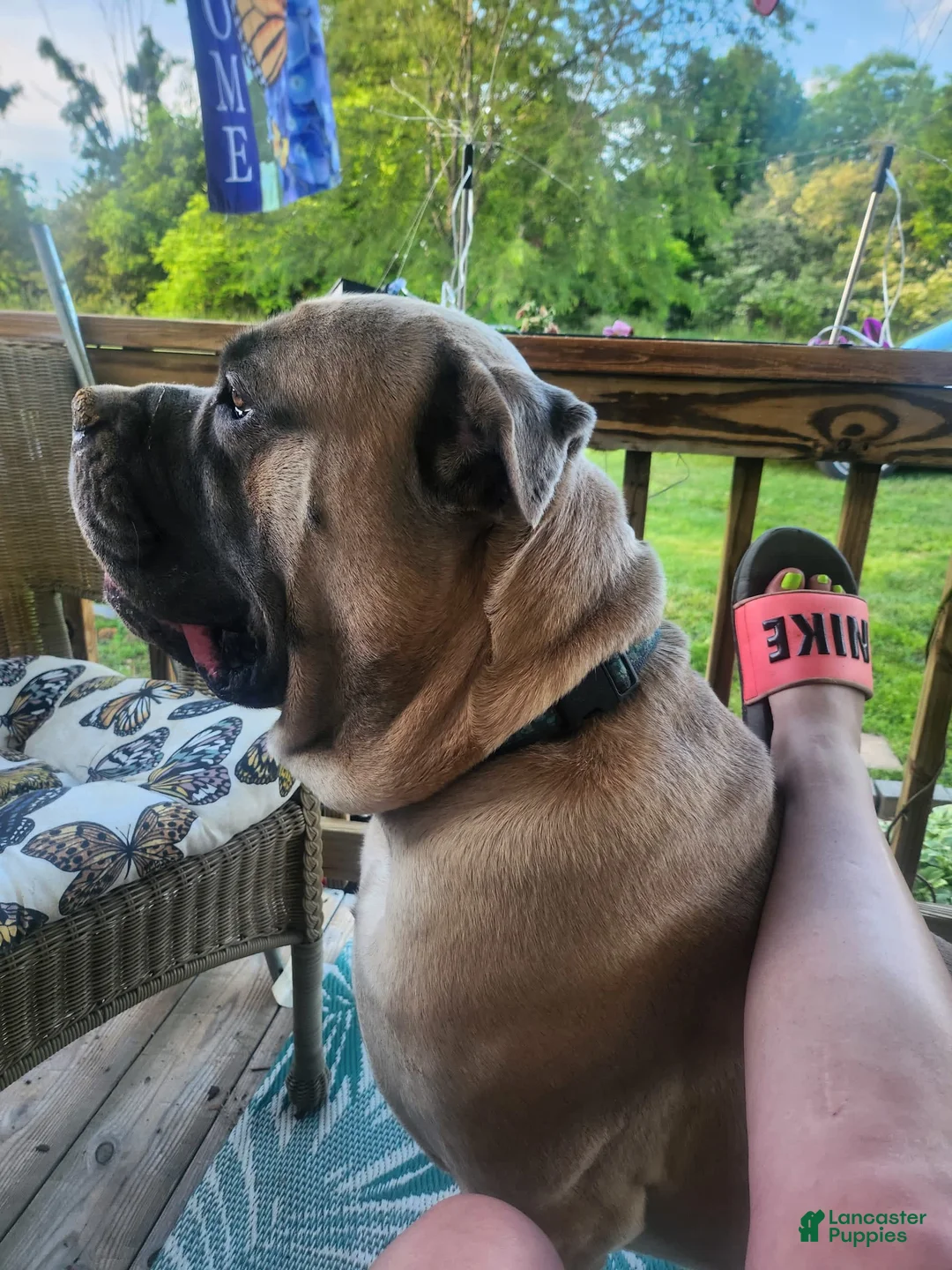 Gallery Image {{count}}