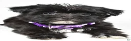 Morkie dogs for sale: Zoey - Ad 3