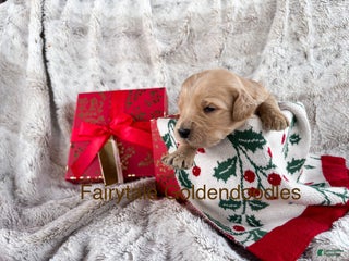 Goldendoodle dogs - Ad 3