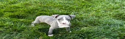 Italian Greyhound dogs for sale: Shane - Ad 3
