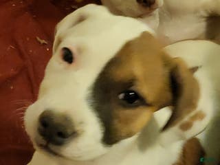 Mixed Breed dogs Cinnamon - Ad 37