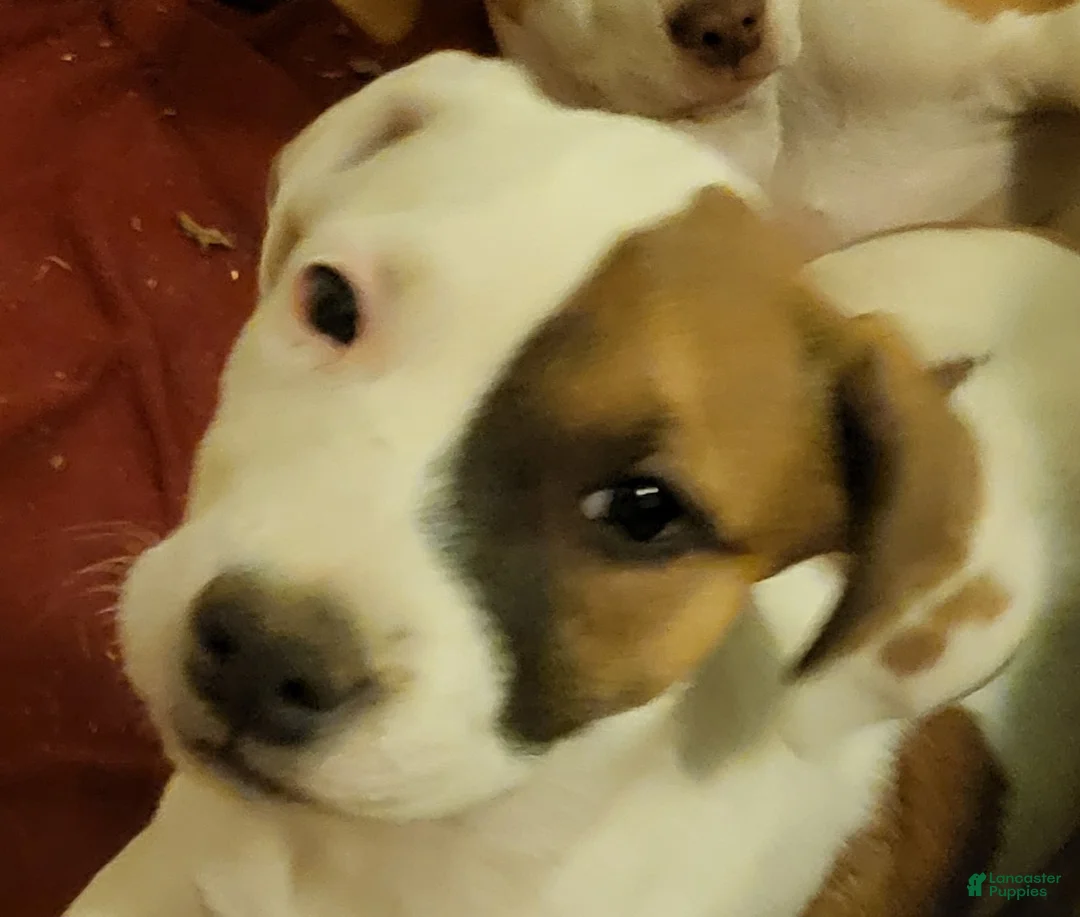 Mixed Breed dogs for sale: Cinnamon  - Ad 1