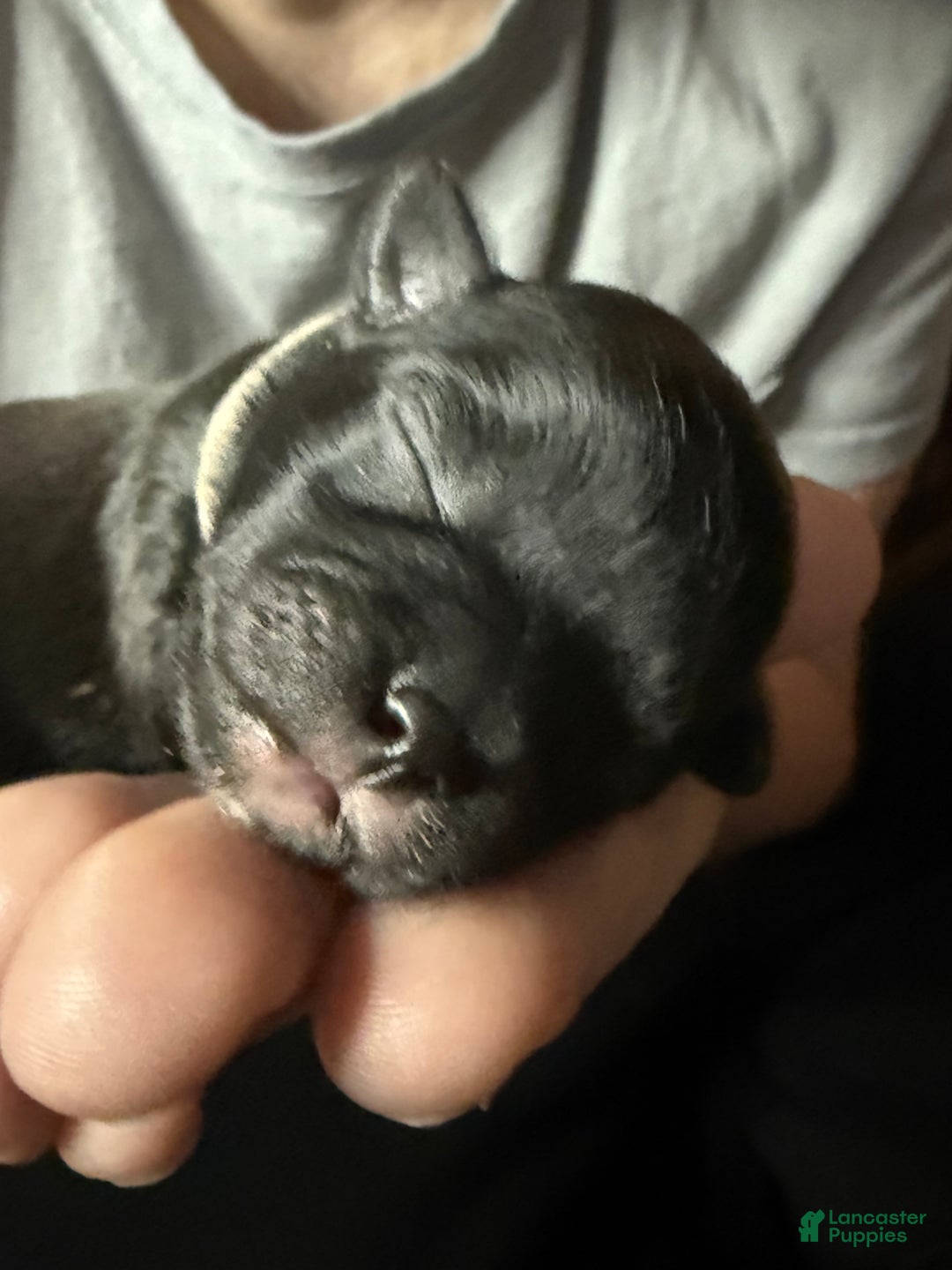 Shih Tzu dogs for sale: Raven - Ad 11