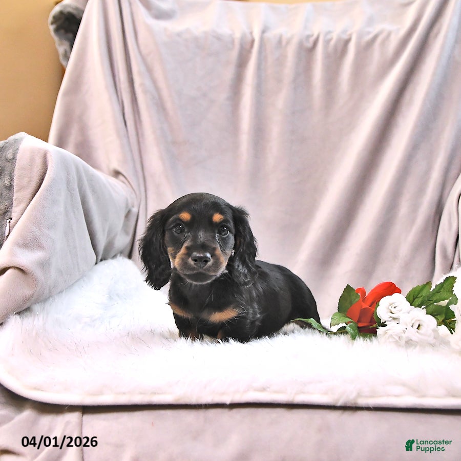 Miniature Dachshund dogs Kelsa - Ad 2