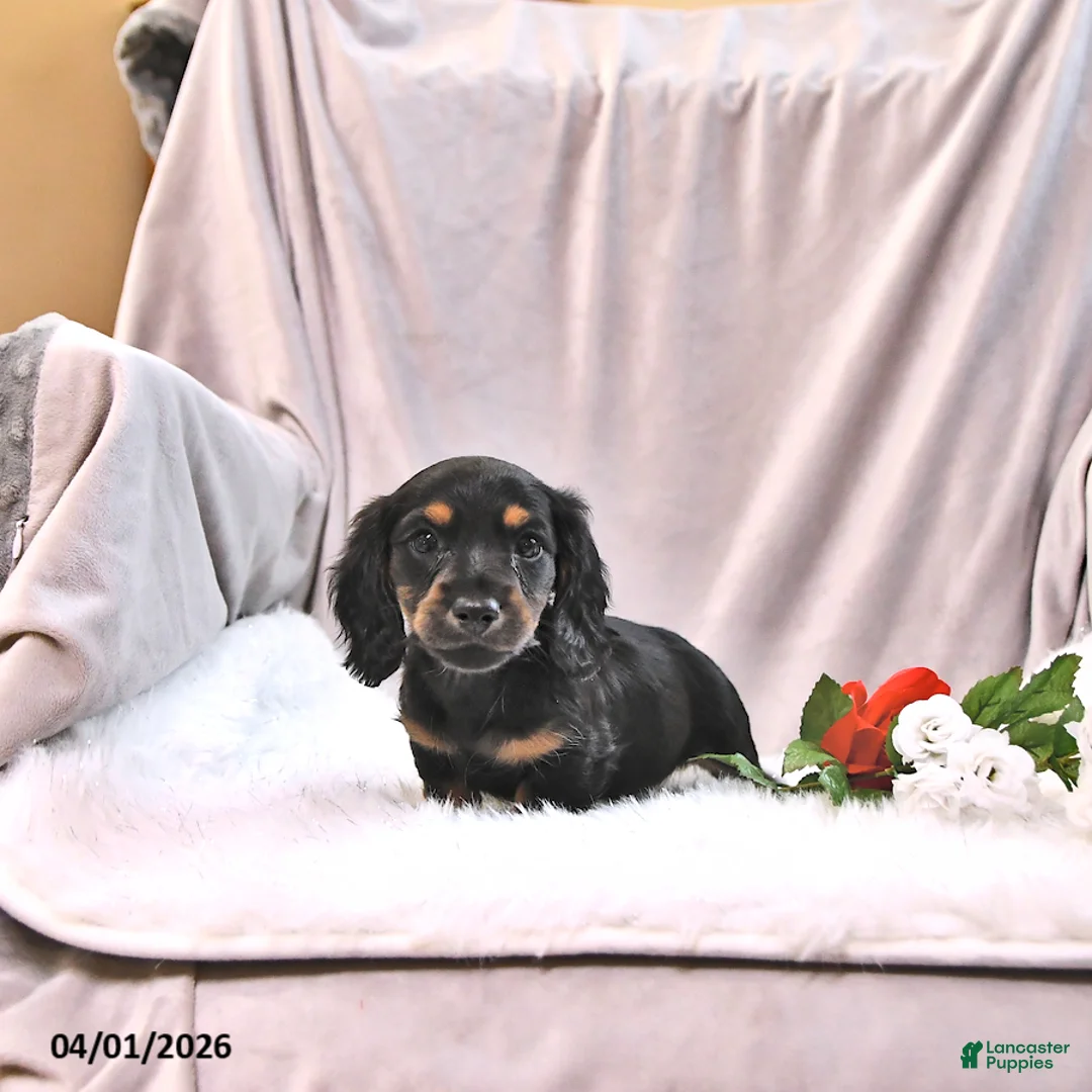 Miniature Dachshund dogs for sale: Kelsa - Ad 2