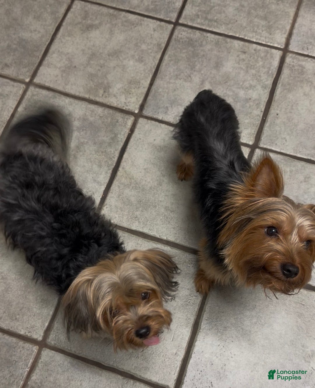 Shorkie dogs for sale: Shorkie Puppy 1 - Ad 2