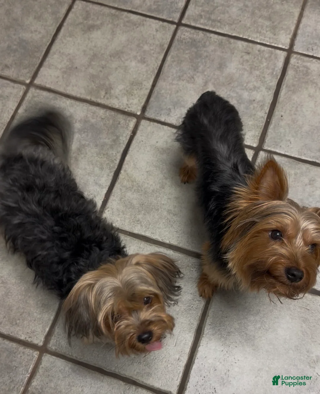 Shorkie dogs for sale: Shorkie Puppy 1 - Ad 2