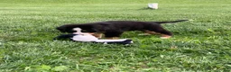 Bernese Mountain Dog dogs for sale: BoBo - Ad 2