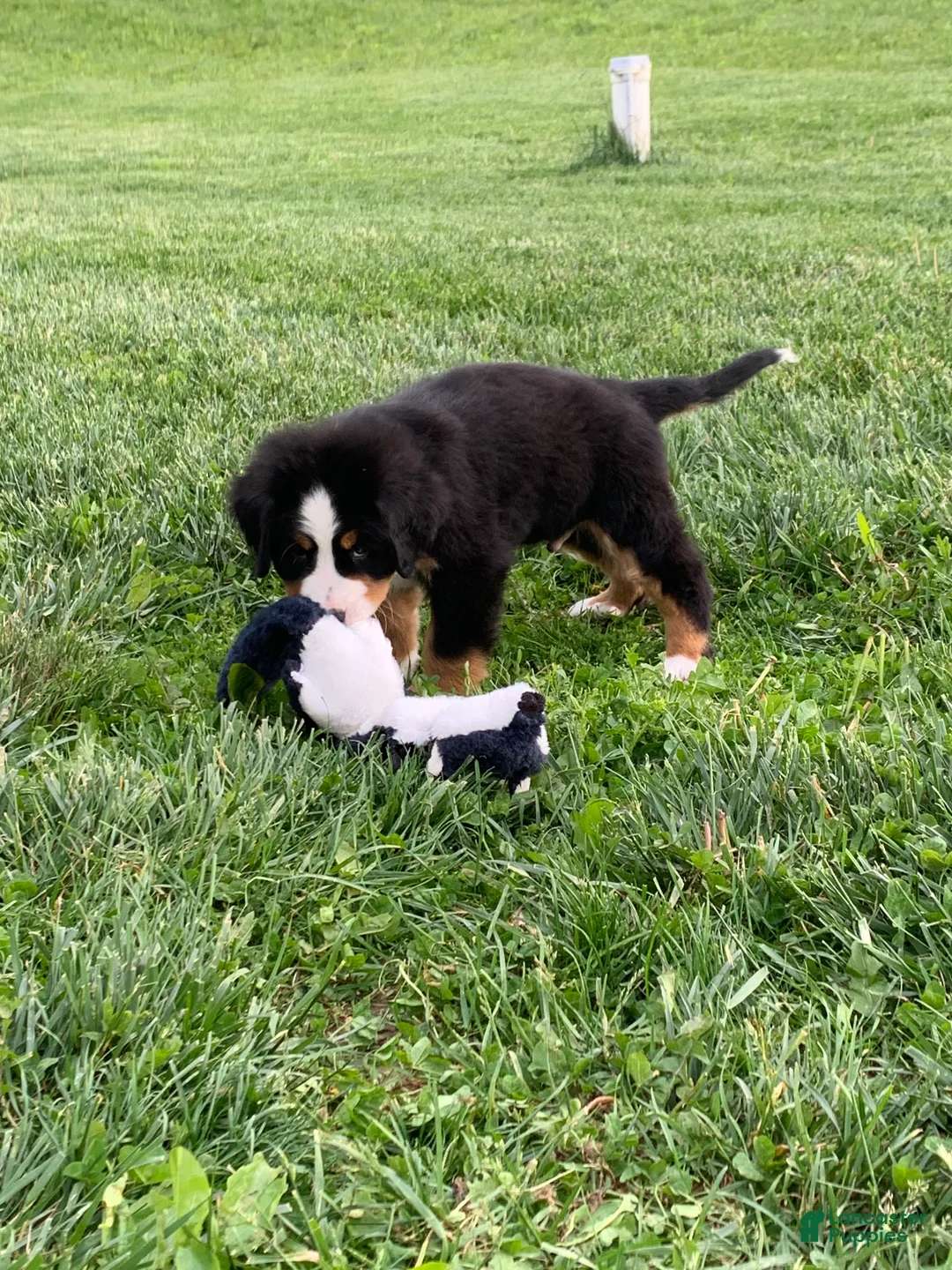 Bernese Mountain Dog dogs for sale: BoBo - Ad 2