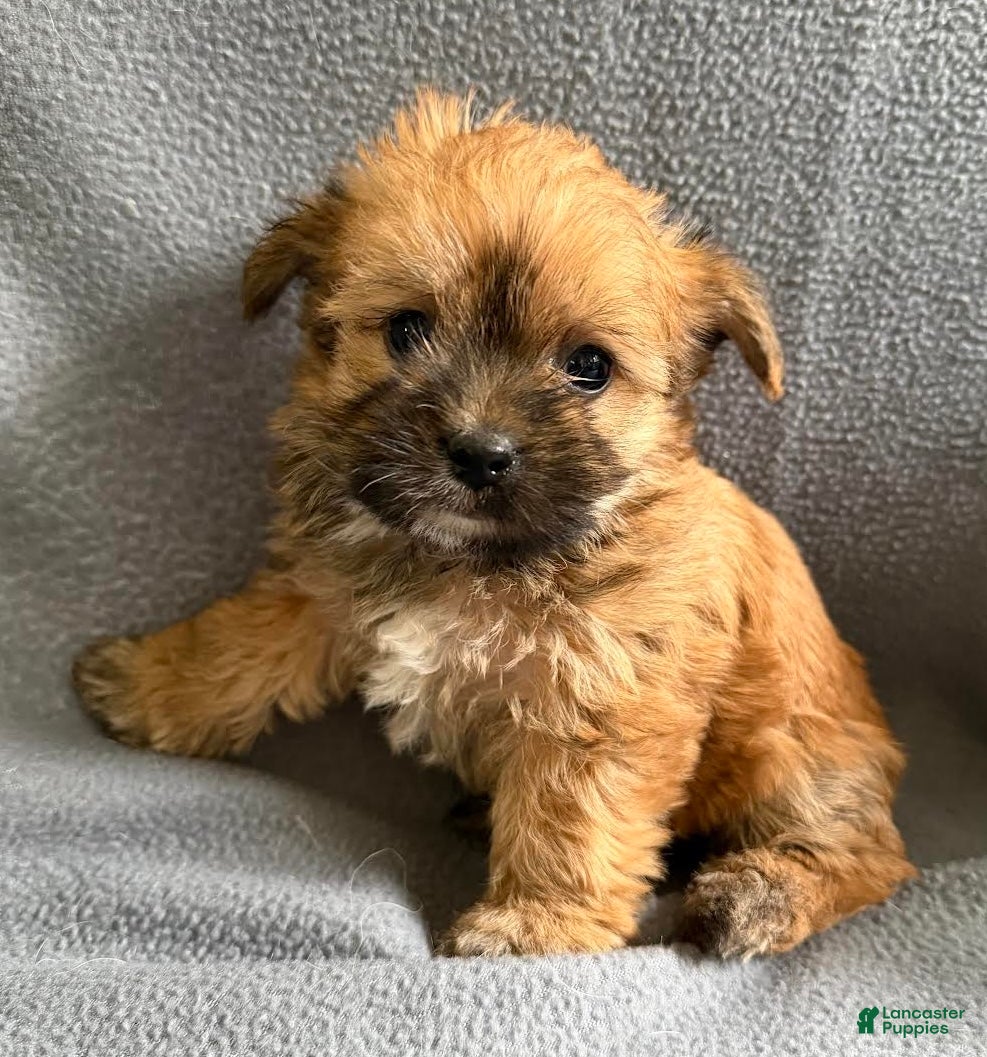 Morkie dogs Wonder - Ad 1