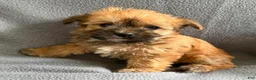 Morkie dogs for sale: Wonder - Ad 1