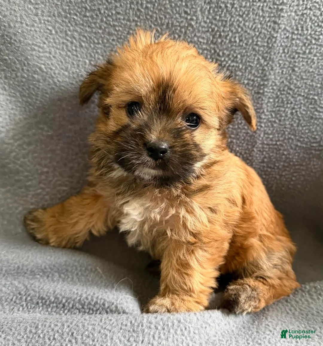 Morkie dogs for sale: Wonder - Ad 1