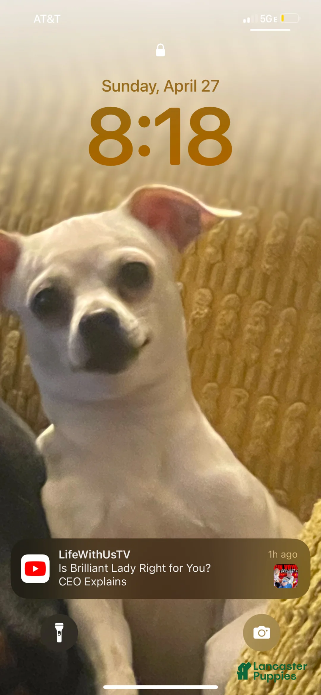 Chihuahua dogs for sale: Chihuahua Puppy 6 - Ad 5