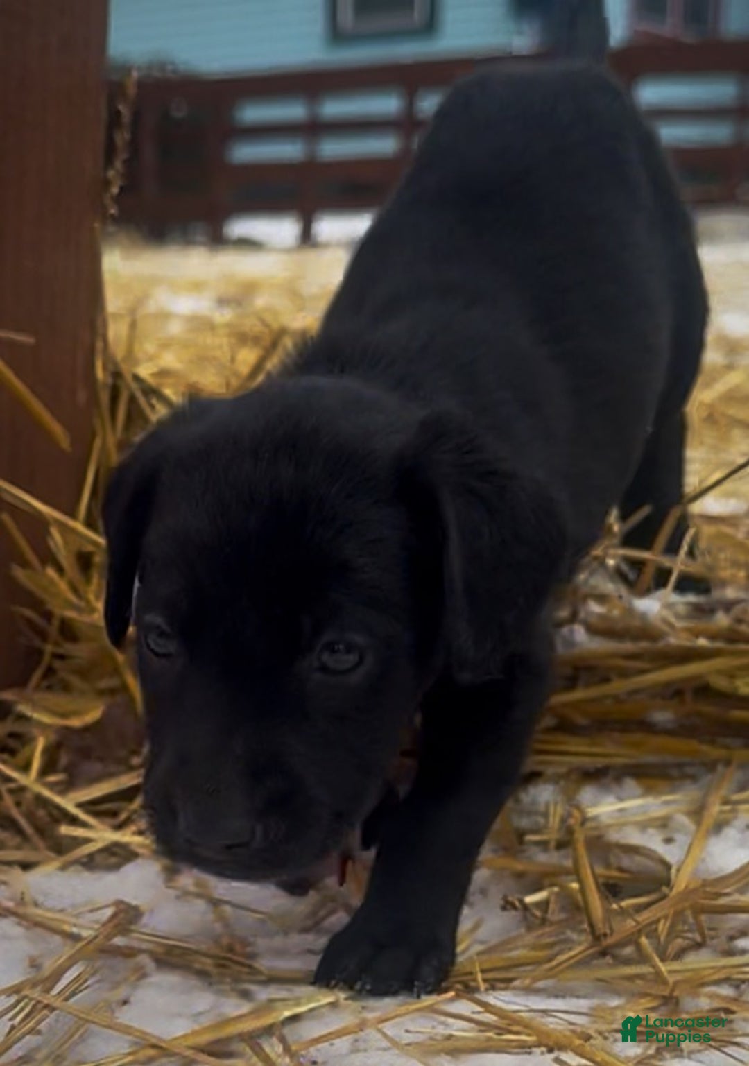 Labrador Retriever dogs for sale: Labrador Retriever Puppy 1 - Ad 4