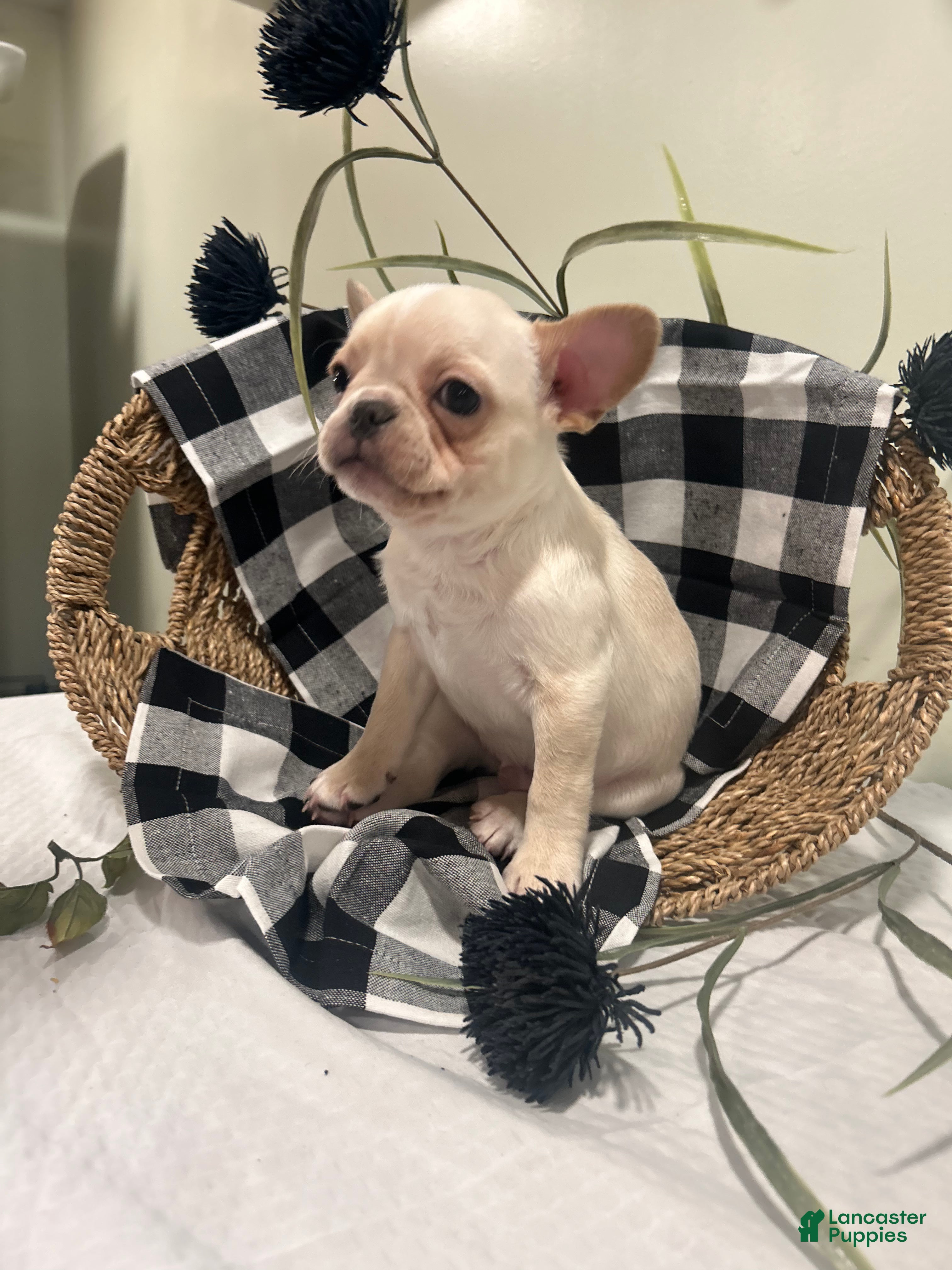 Frug dogs Cannoli - Ad 1