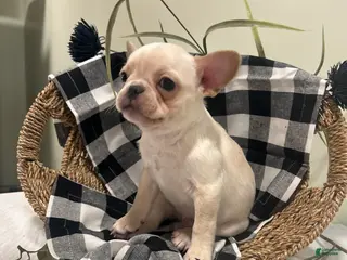 Frug dogs for sale: Cannoli - Ad 1
