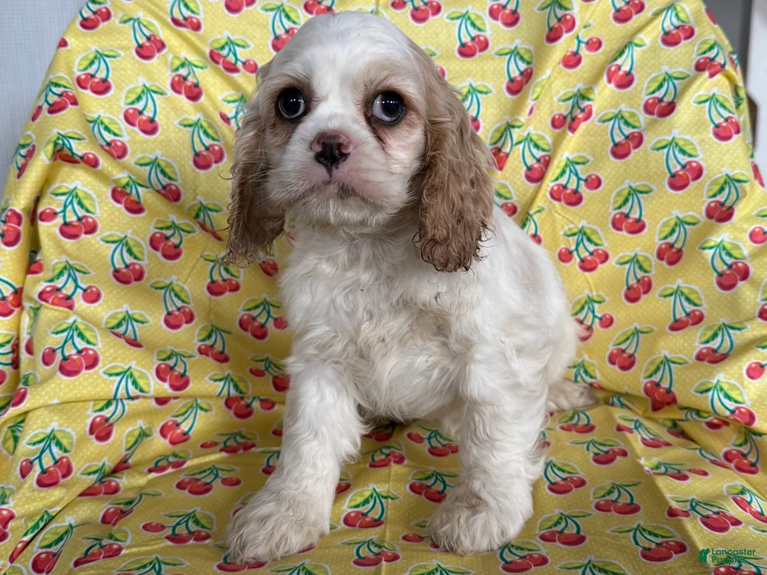 Cocker Spaniel dogs for sale: Fiona  - Ad 2