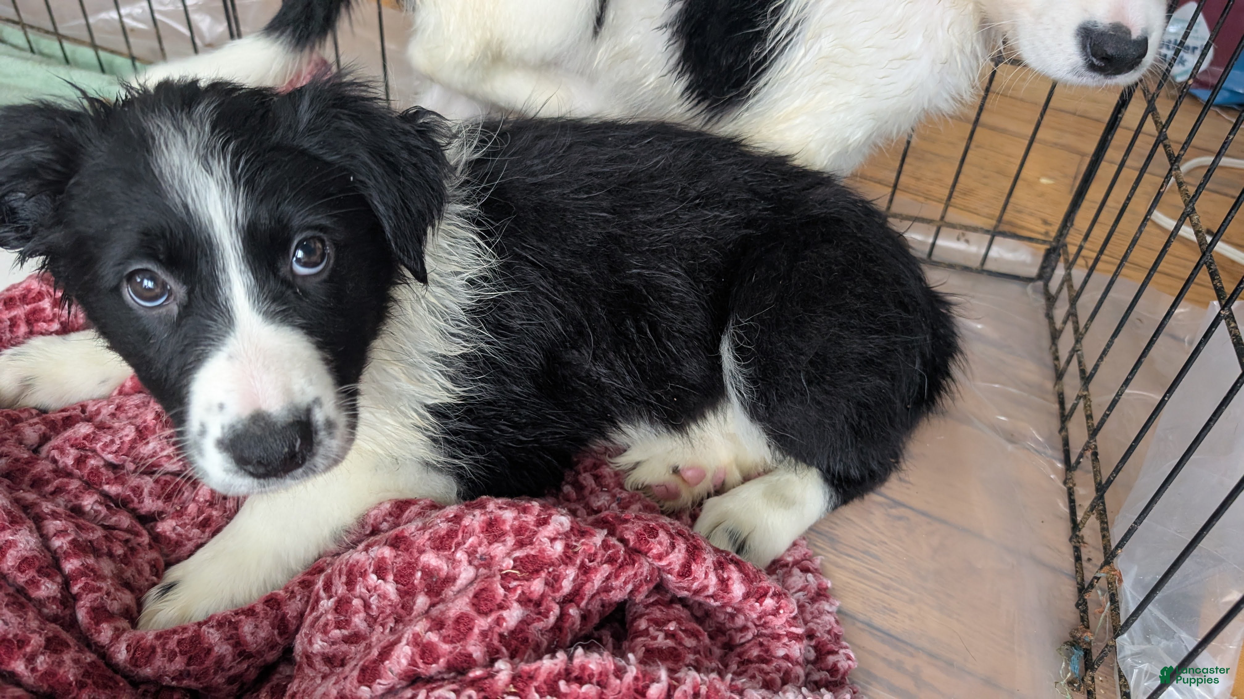 Mixed Breed dogs Female Puppy 8 - Ad 1