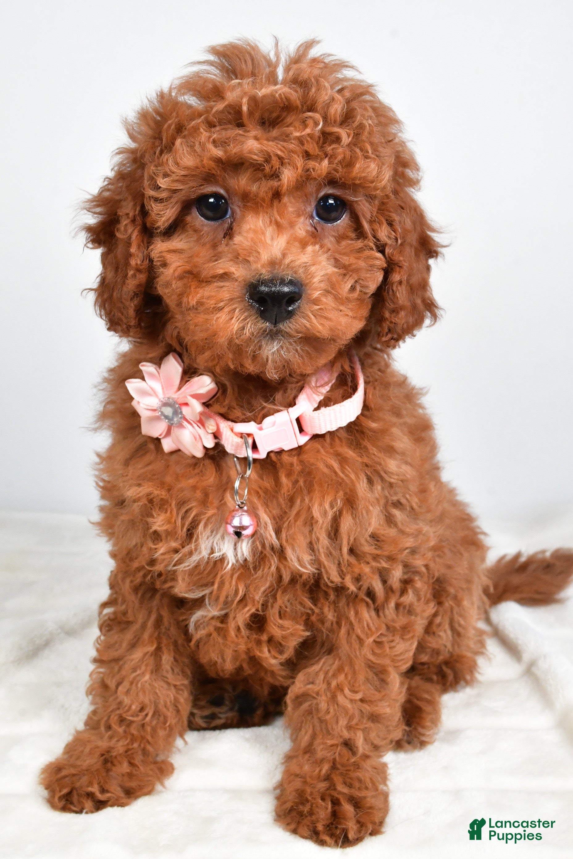 Cavapoo dogs Serena - Ad 3