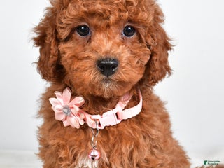 Cavapoo dogs Serena - Ad 2