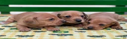 Miniature Dachshund dogs for sale: Bandit - Ad 9