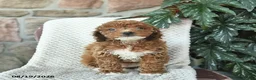 Miniature Poodle dogs for sale: Sierra  - Ad 2