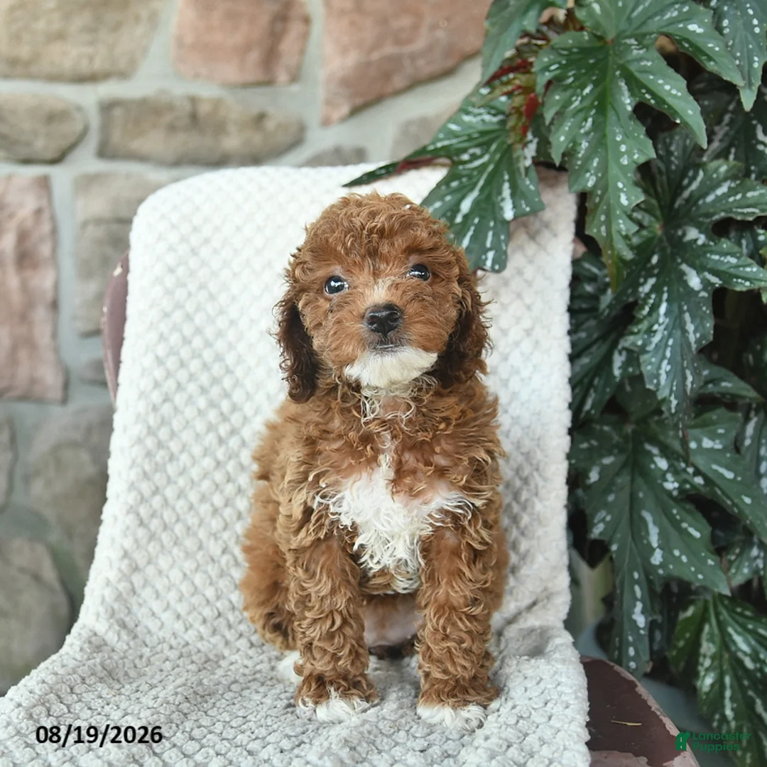 Miniature Poodle dogs for sale: Sierra  - Ad 2