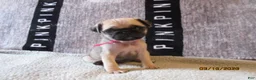 Pug dogs for sale: Pug Puppy 3 - Ad 26