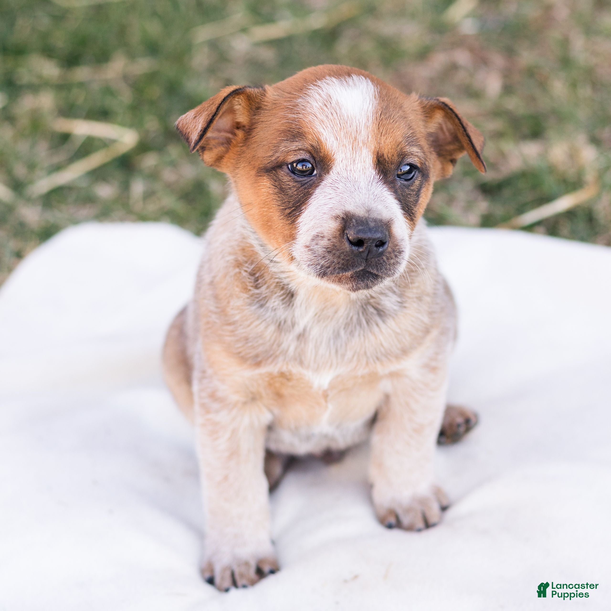 Mixed Breed dogs Hunter  - Ad 33